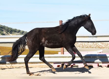 PRE, Yegua, 4 años, 155 cm, Negro