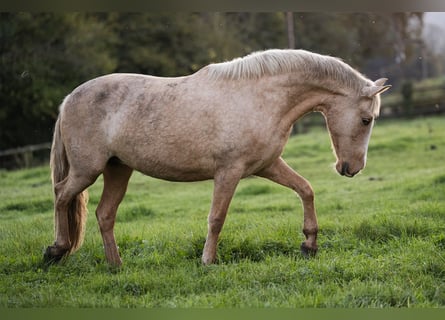 PRE Mestizo, Yegua, 4 años, 155 cm, Palomino