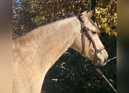 PRE Mestizo, Yegua, 4 años, 160 cm, Castaño rojizo