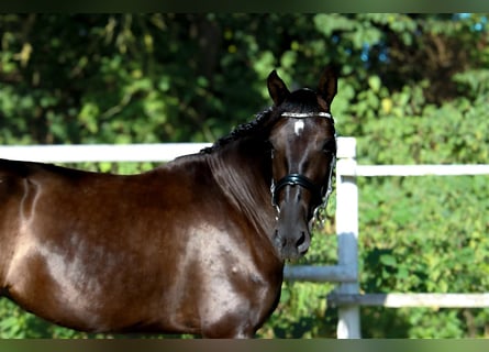 PRE, Yegua, 4 años, 160 cm, Negro