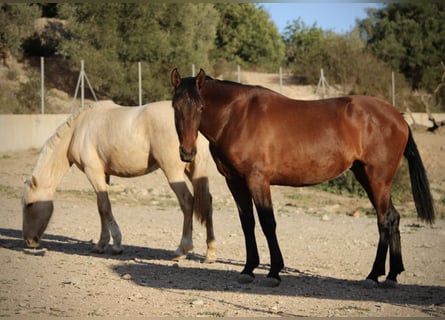 PRE Mestizo, Yegua, 4 años, 160 cm, Palomino