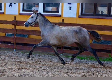 PRE, Yegua, 4 años, 160 cm, Tordo rodado