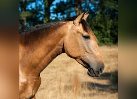 PRE, Yegua, 4 años, 162 cm, Buckskin/Bayo