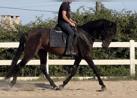 PRE, Yegua, 4 años, 163 cm, Castaño oscuro