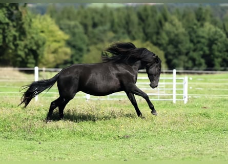 PRE, Yegua, 4 años, 163 cm, Negro