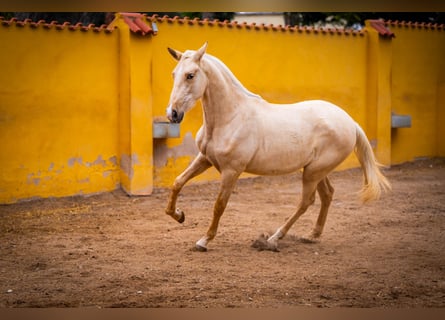 PRE Mestizo, Yegua, 4 años, 163 cm, Palomino