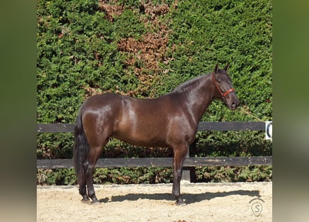 PRE Mestizo, Yegua, 4 años, 165 cm, Negro