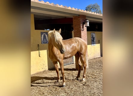 PRE, Yegua, 4 años, 165 cm, Palomino