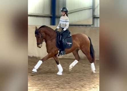 PRE Mestizo, Yegua, 4 años, 166 cm, Castaño