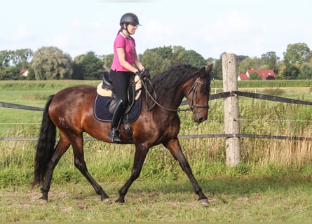 PRE, Yegua, 4 años, 168 cm, Castaño oscuro