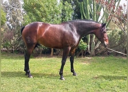 PRE Mestizo, Yegua, 4 años, 172 cm, Castaño