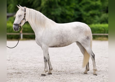 PRE, Yegua, 5 años, 154 cm, Tordo