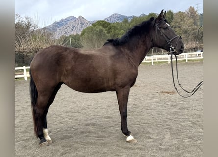 PRE Mestizo, Yegua, 5 años, 156 cm, Negro