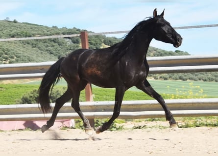 PRE, Yegua, 5 años, 157 cm, Negro