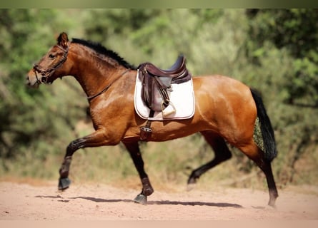 PRE Mestizo, Yegua, 5 años, 160 cm, Castaño