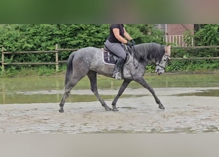 PRE, Yegua, 5 años, 160 cm, Tordillo negro