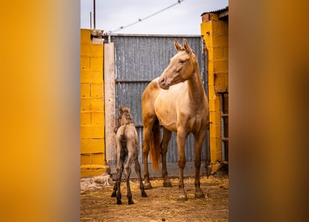 PRE Mestizo, Yegua, 5 años, 162 cm, Champán