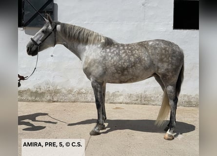PRE Mestizo, Yegua, 5 años, 163 cm, Tordo rodado