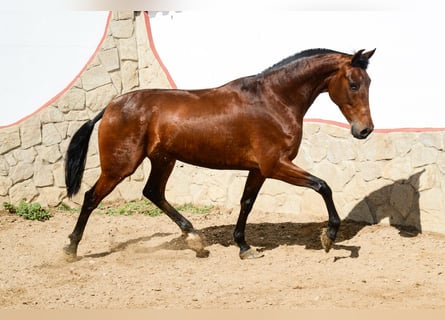 PRE, Yegua, 5 años, 165 cm, Castaño