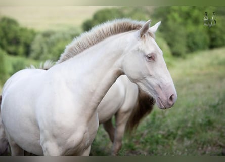PRE Mestizo, Yegua, 5 años, 165 cm, Cremello