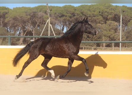 PRE Mestizo, Yegua, 5 años, 166 cm, Castaño oscuro