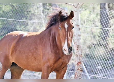 PRE Mestizo, Yegua, 5 años, 168 cm, Castaño rojizo
