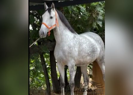 PRE, Yegua, 5 años, 168 cm, Tordo