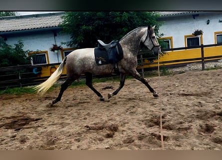 PRE Mestizo, Yegua, 5 años, 171 cm, Musgo marrón