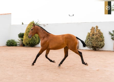 PRE, Yegua, 5 años