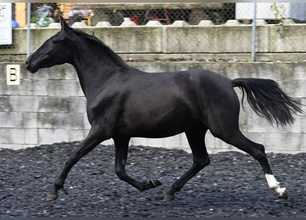 PRE, Yegua, 5 años, Negro
