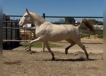 PRE, Yegua, 5 años, Perlino