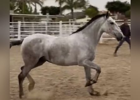 PRE Mestizo, Yegua, 6 años, 155 cm