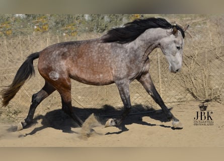 PRE, Yegua, 6 años, 158 cm, Musgo marrón