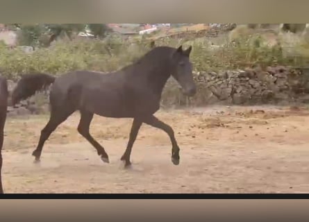 PRE, Yegua, 6 años, 158 cm, Negro
