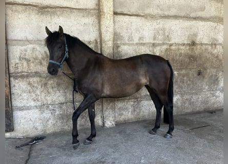 PRE, Yegua, 6 años, 160 cm, Negro