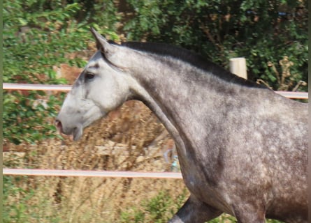 PRE Mestizo, Yegua, 6 años, 160 cm, Tordo