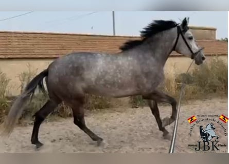 PRE Mestizo, Yegua, 6 años, 161 cm, Tordo