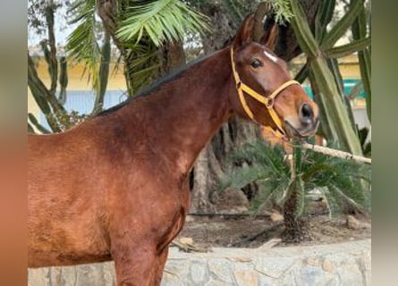PRE Mestizo, Yegua, 6 años, 162 cm, Castaño rojizo