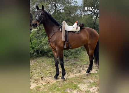 PRE Mestizo, Yegua, 6 años, 163 cm