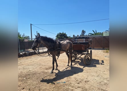 PRE, Yegua, 6 años, 165 cm, Tordo