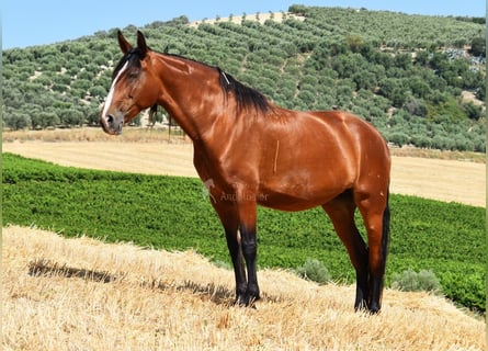 PRE, Yegua, 6 años, 167 cm, Castaño