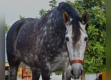 PRE Mestizo, Yegua, 6 años, 168 cm, Tordo rodado