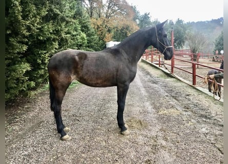 PRE, Yegua, 6 años, 170 cm, Negro