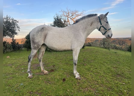 PRE Mestizo, Yegua, 7 años, 154 cm, Tordo