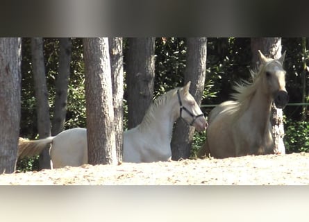 PRE, Yegua, 7 años, 157 cm, Palomino