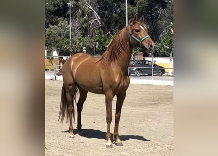 PRE, Yegua, 7 años, 164 cm, Alazán