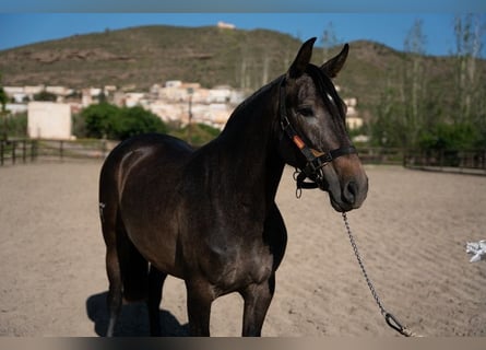 PRE, Yegua, 7 años, Castaño