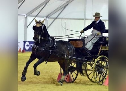 PRE Mestizo, Yegua, 8 años, 159 cm, Alazán-tostado