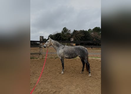 PRE Mestizo, Yegua, 8 años, 160 cm, Tordo