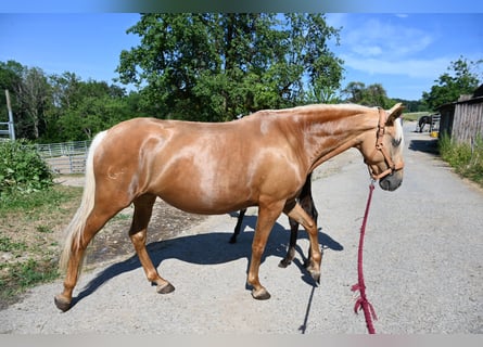 PRE Mestizo, Yegua, 8 años, 162 cm, Perlino